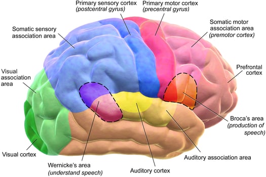 Blausen_0102_Brain_Motor&Sensory_(flipped)